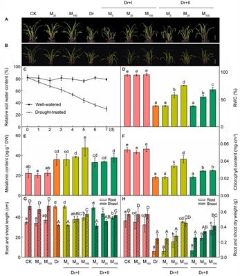 Exogenous Melatonin Alleviates Oxidative Damages and Protects Photosystem II in Maize Seedlings Under Drought Stress